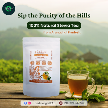 100% Natural Stevia Tea from Arunachal Pradesh – Pure, Fresh & Handmade | Herbologist